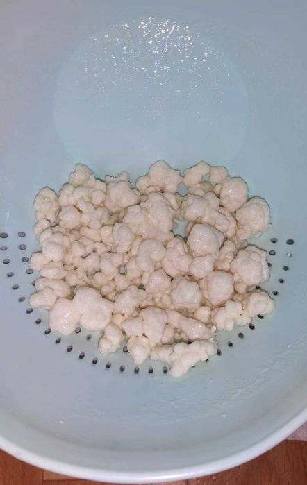 ciuperca de lapte tibetana (chefir, kefir)