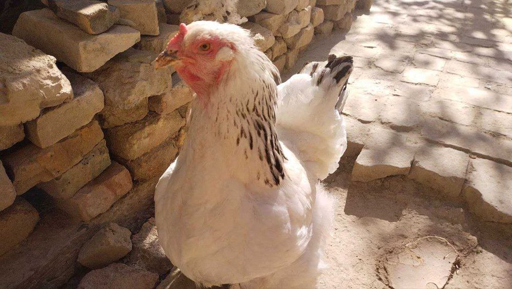 Xuroz va tovuq bramma sotiladi