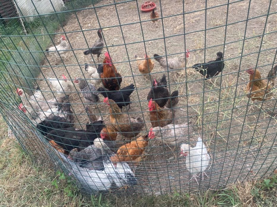 Продам домашных курей