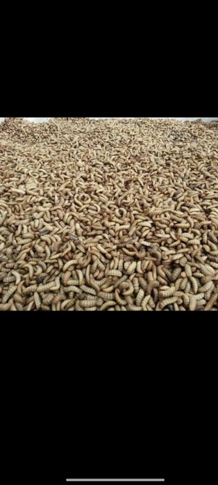 Черная львинка для сельского