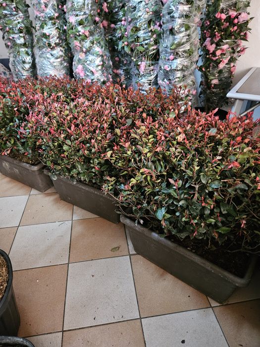 Leylandi Camelia japonica yuca rostrata photinia