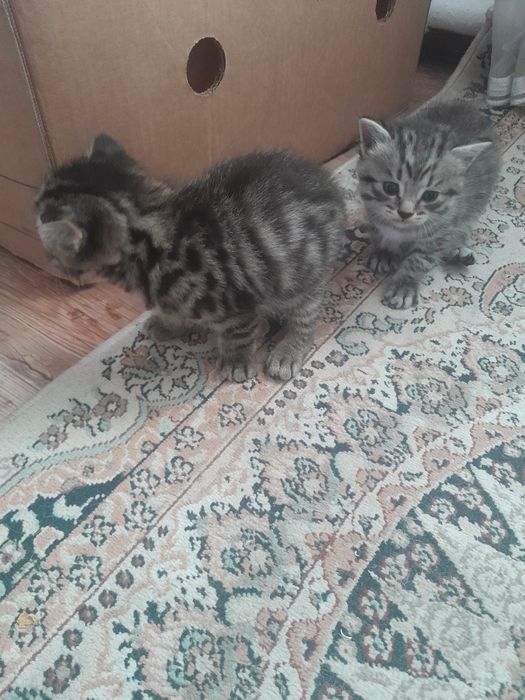 Продам Британских котят