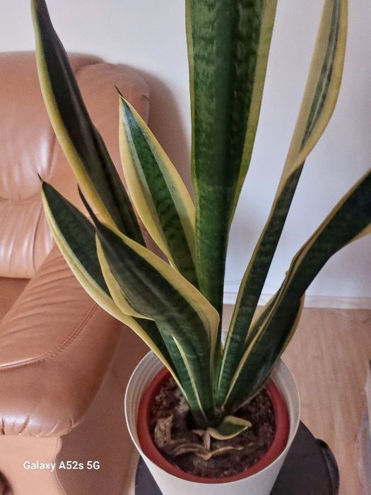 Vindem Sansevieria, plantă ornamentală de apartament
