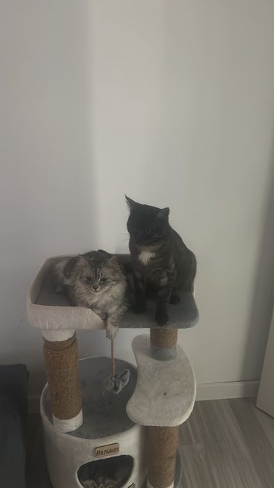 Кошка серая в добрые руки