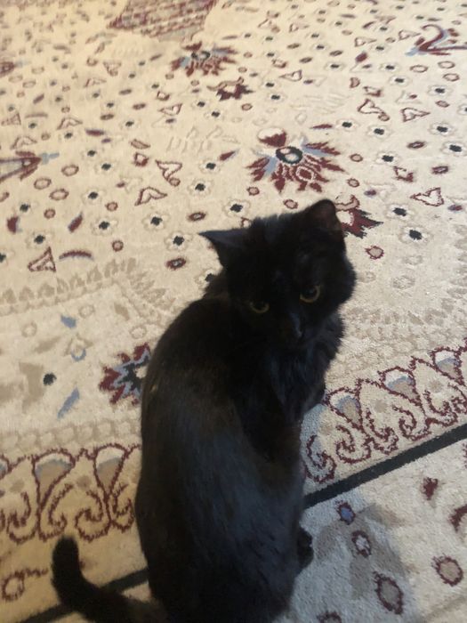 Котёнок продаётся