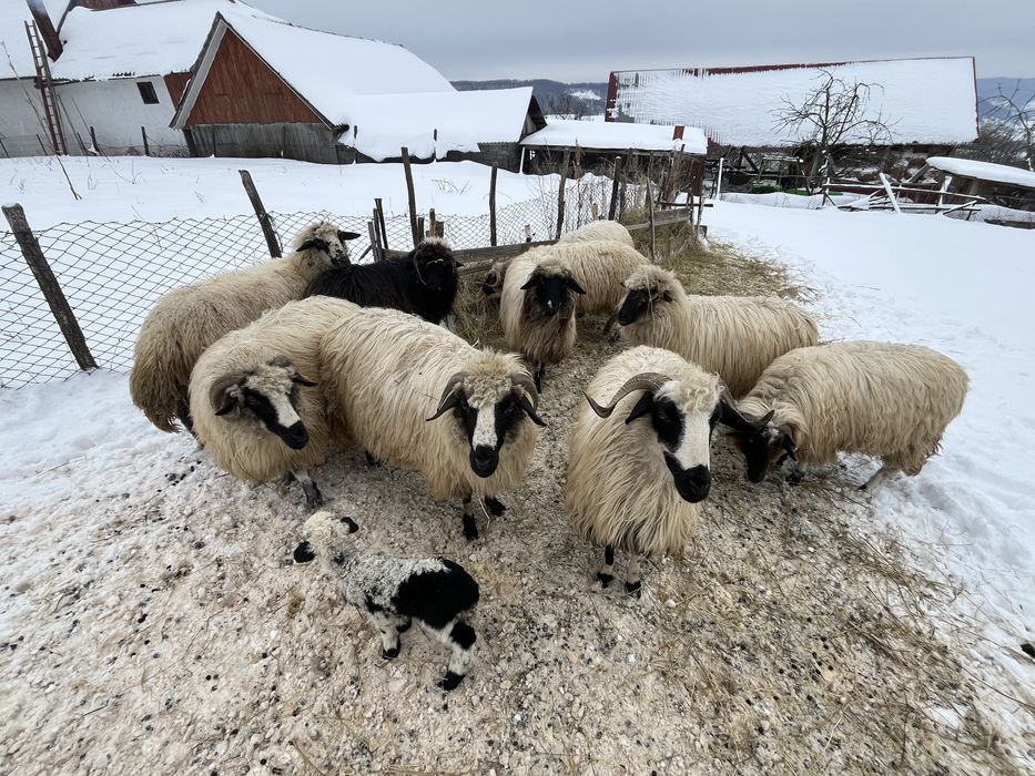 vand 9 oi si un berbece