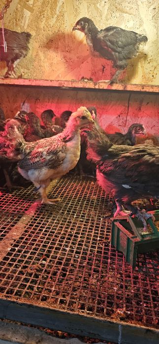 Pui Australorp ,La Bresse , OliveEgger