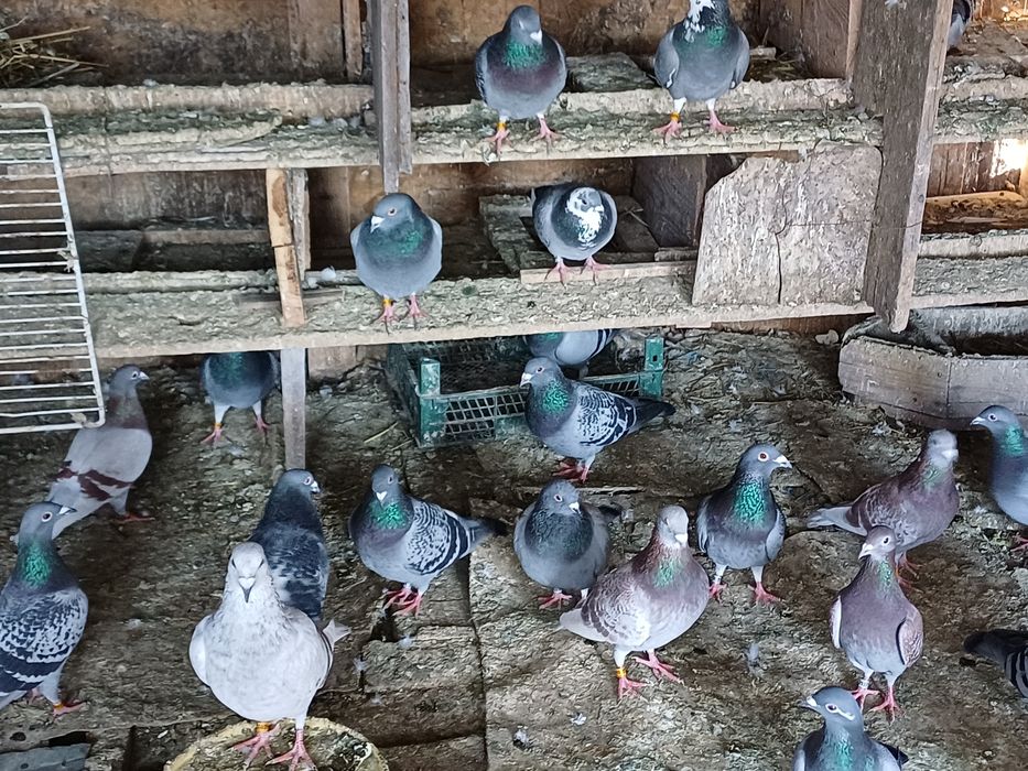 Vand porumbei voiajori