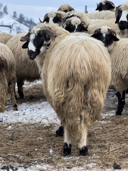 Vând berbeci brezi de la Moldovan  !