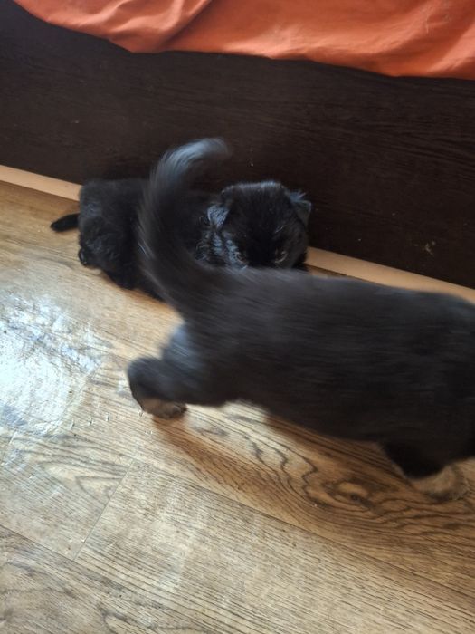 Продажа немецкой овчарки