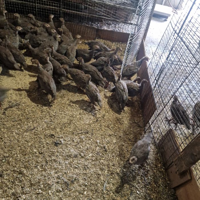 Bibilici de carne și ouă  tineret