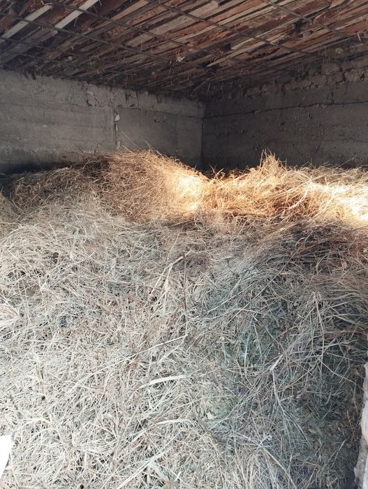 Шөп. Жоңышқа. Баудың шөбі