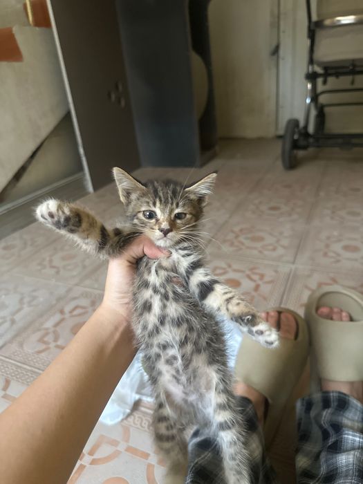 Кошка родила в подъезде, отдам даром котят
