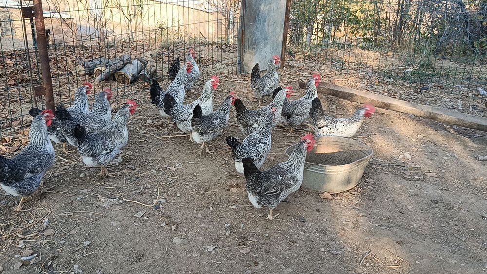 Барковская барвистая парода жўжаларига заказ оламиз