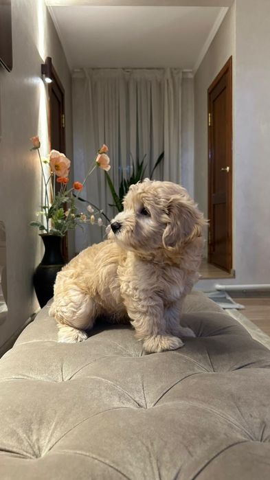 Щенки Мальтипу 1,5мес