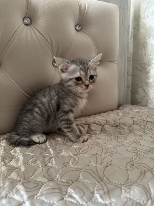 Котенок Шотландский