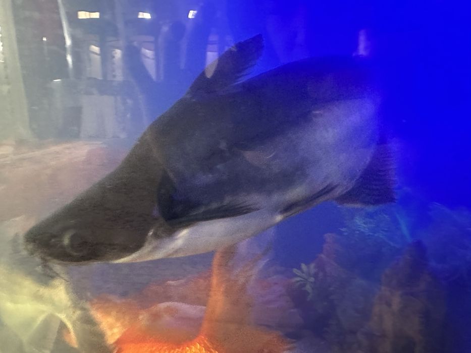 Продам аквариум с рыбками