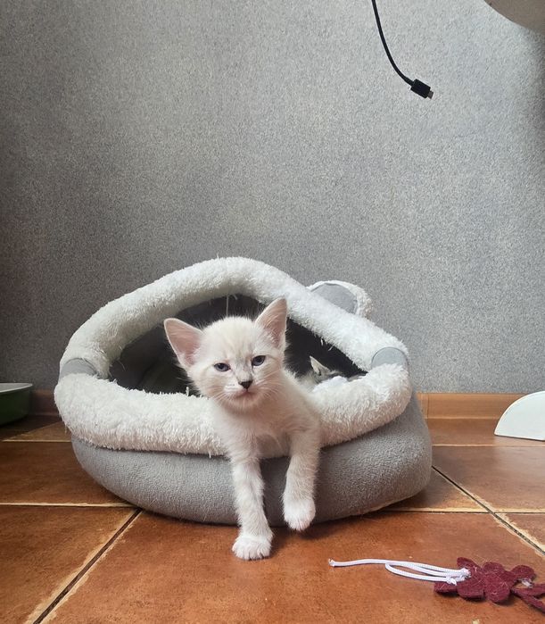 Отдам котят БЕСПЛАТНО