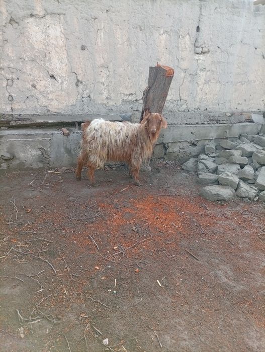 Калшох эчки сотилади