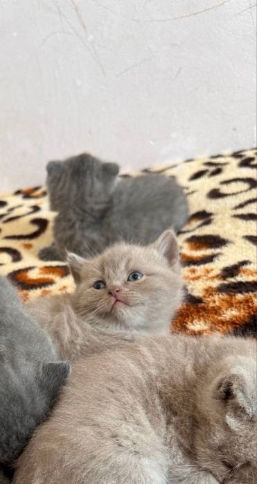 Открыт бронь на элитных котят Чистакровные Скотиш Фолд и Страйты