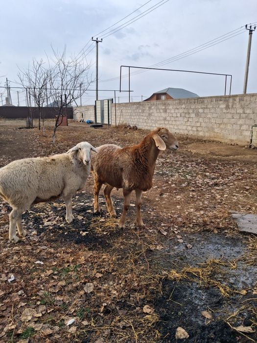 Арашан қозы сатылады