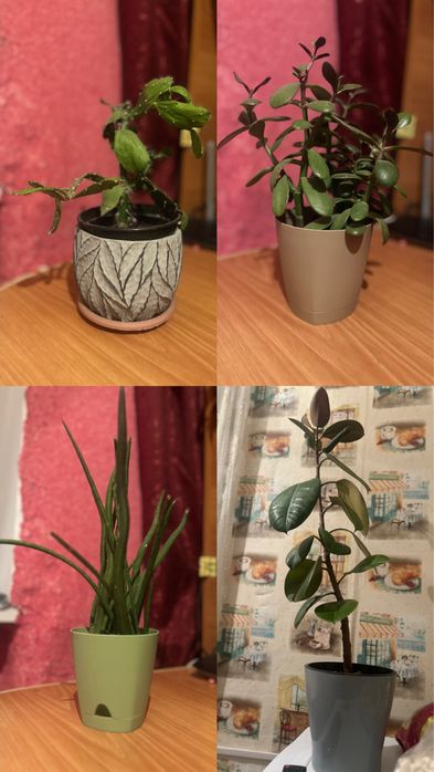 продам комнатные цветы