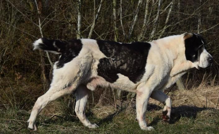 Алабай на охрану