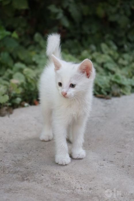 Котята «Као мани» породистые
