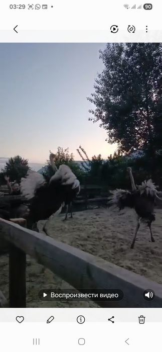 Продам страусов,