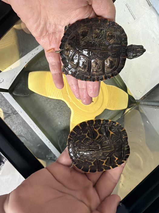 Vand Acvariu de pesti, + 2 testoase