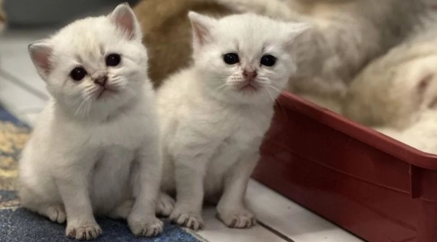 Котята мальчики и девочки цены разные!