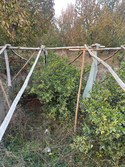 Limon ko’chatlari sotiladi