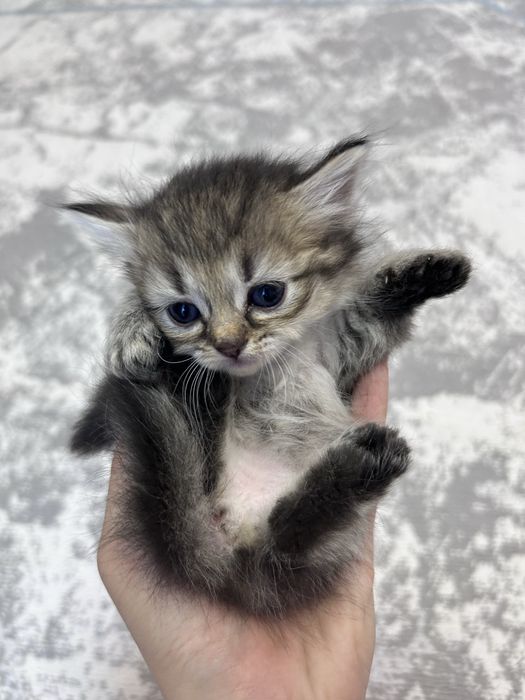 Котята британские