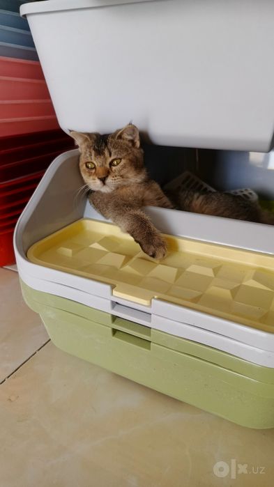 Продается кошечка