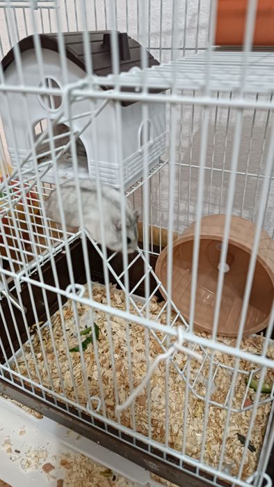 Хомяки Джунгарики