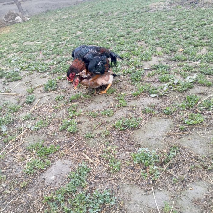 Kulangi xörozla sotiladi