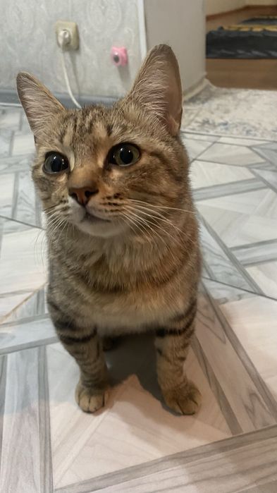 В хорошие руки кот