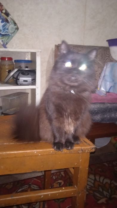 Отдам котёнка в хорошие