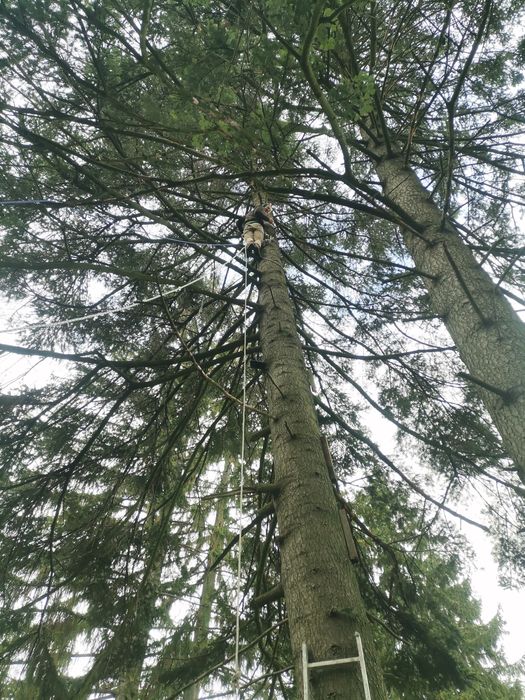 Резитба на големи дървета