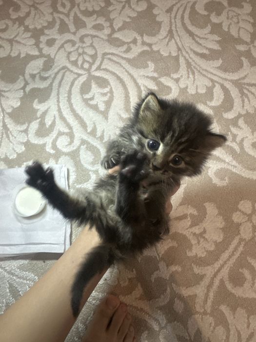 Котенок нашли на улице совсем малыш
