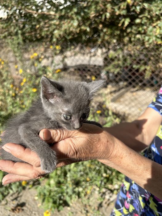 Котенок, мальчик