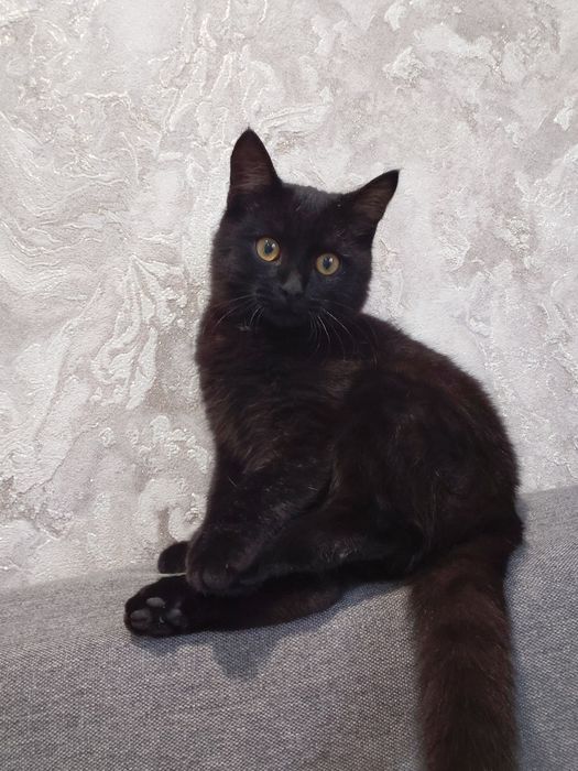 Отдам кота. Года еще нет.