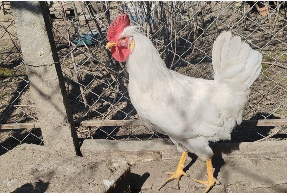 Cocoș metis  Cream Legbar × Leghorn,