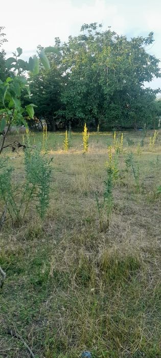 Teren intravilan 2200 mp – Rânzești, com. Fălciu – aproape de asfalt / stradă principală