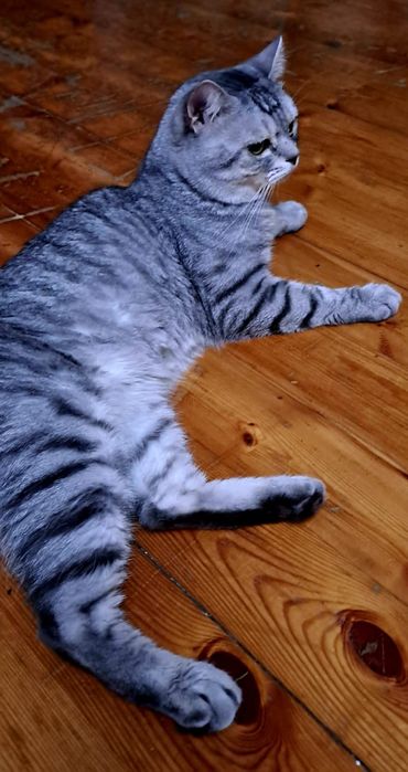 Одинокий кота отдам