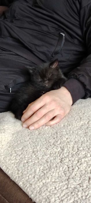 Прекрасни британчета