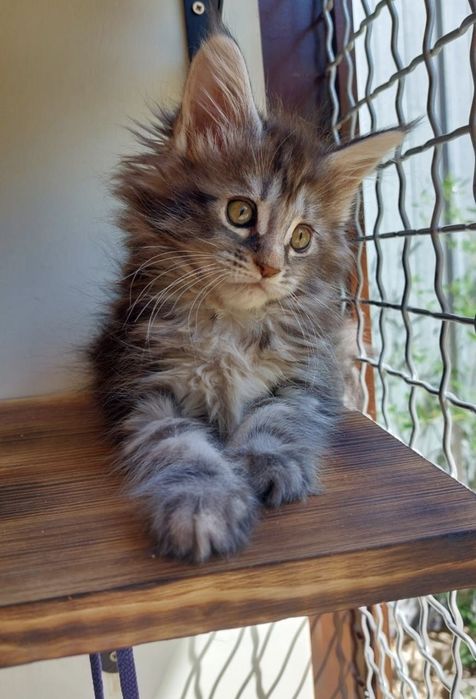 Котята Мейн-кун из Питомника в Рассрочку!