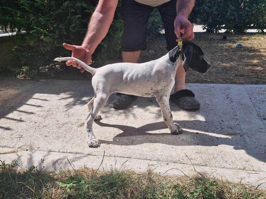 Catei English POINTER