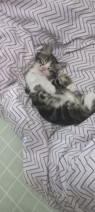 Котёнок в добрые руки