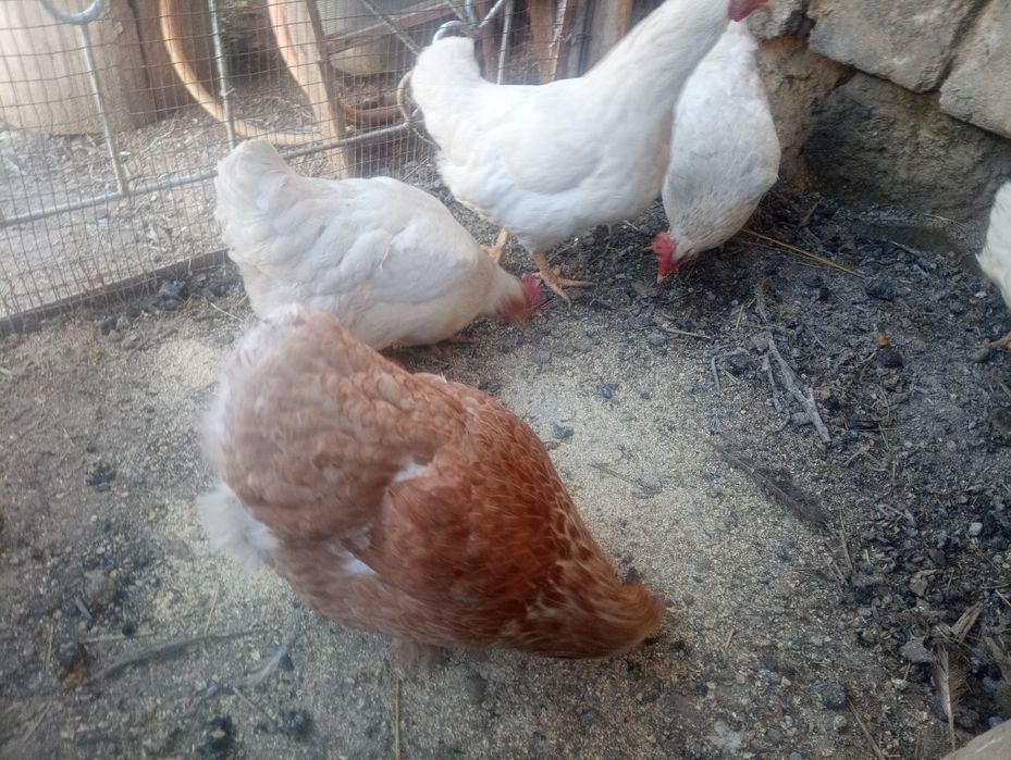 Тауық тауық тауық